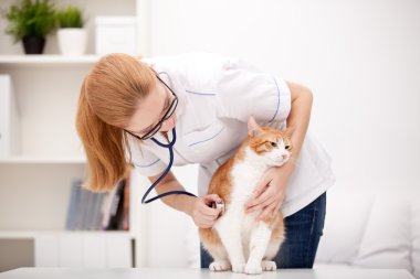 Kırmızı kedi ile veteriner Doktor. Veteriner Kliniği.