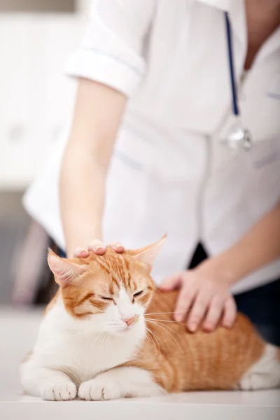 Katze und Tierarzt — Stockfoto