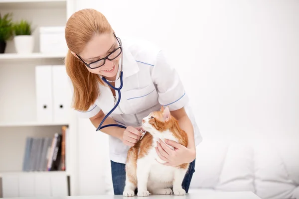 Rote Katze mit Tierarzt. Tierklinik. — Stockfoto