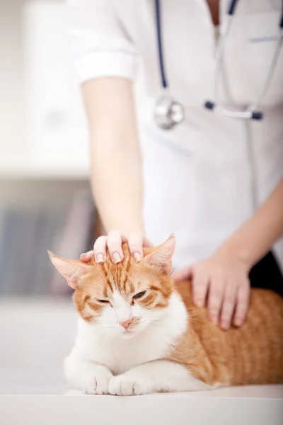 Gato y veterinario Fotos de stock libres de derechos