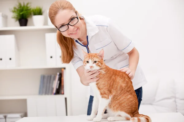Gatto rosso con medico veterinario. Clinica veterinaria . — Foto Stock