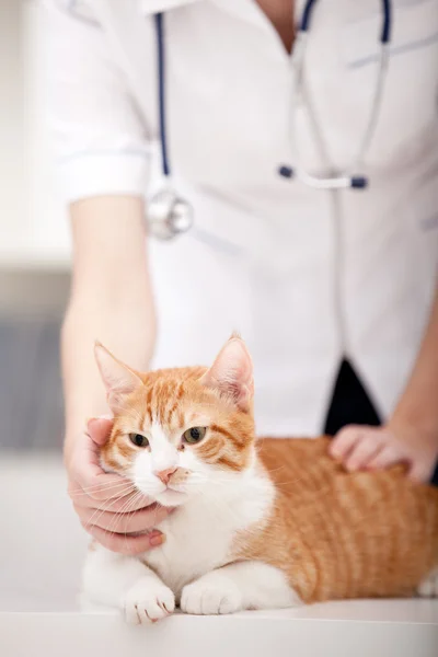 Gato y veterinario Imagen de archivo