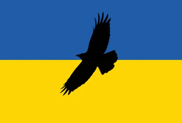 Ukrainian Flag Black Dove Flying — Stock Photo, Image