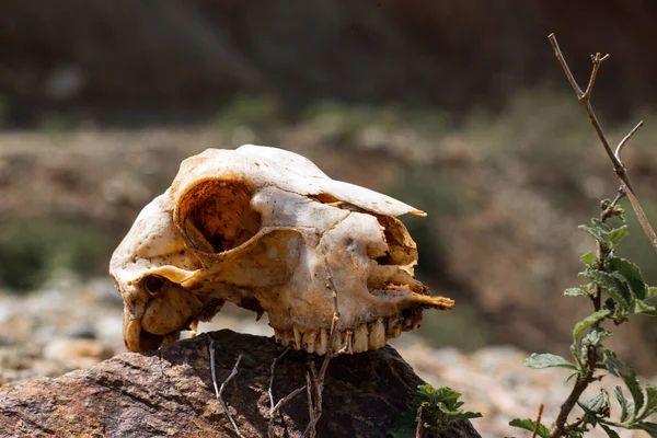ancient skull of a dead animal without a nose in a desert