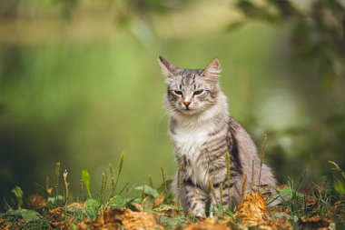 Doğadaki bir kedinin fotoğrafı.