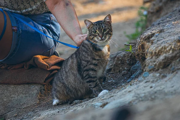 Evcil kedi yürüyüşe çıktı.