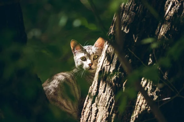 Neşeli evcil kedi doğada yürüyor.
