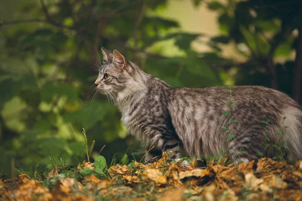 Foto Gato Natureza — Fotografia de Stock