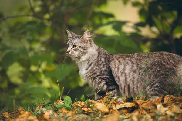 Doğadaki bir kedinin fotoğrafı.