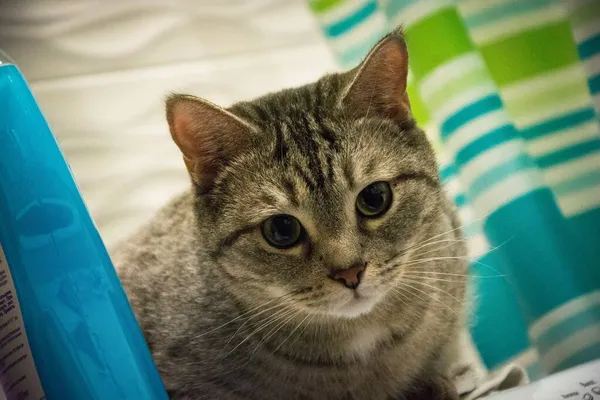 Evcil kedi banyoda oturuyor.