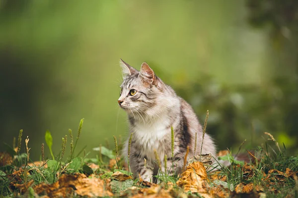 Doğadaki bir kedinin fotoğrafı.
