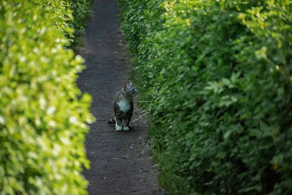Neşeli evcil kedi doğada yürüyor.