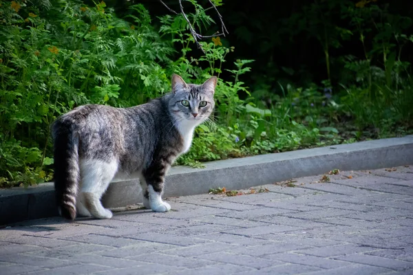 Doğadaki Bir Kedinin Fotoğrafı — Stok fotoğraf
