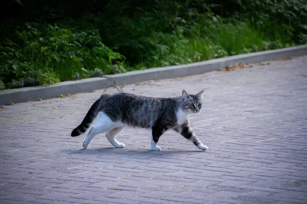 Gato Doméstico Alegre Camina Naturaleza — Foto de Stock