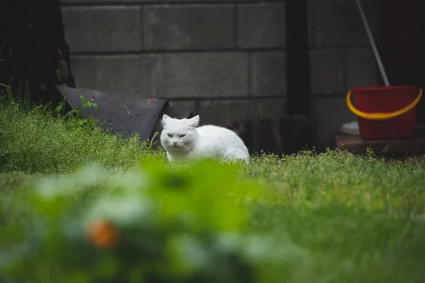 Foto Gato Natureza — Fotografia de Stock