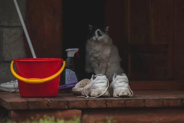 Doméstico Disgustado Gato Fue Fuera Paseo — Foto de Stock