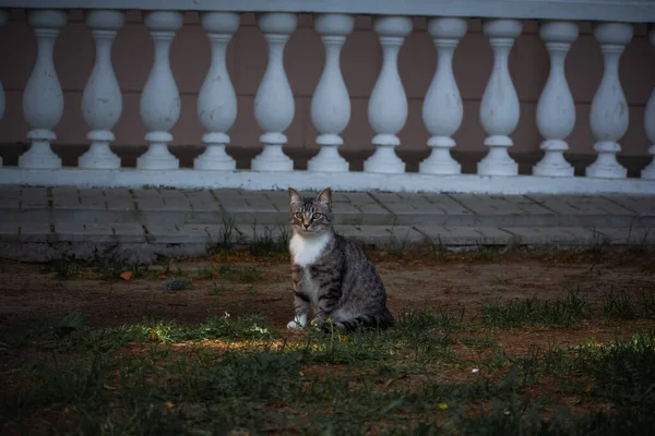 Neşeli evcil kedi doğada yürüyor.