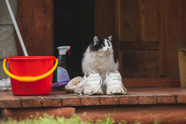 Evcil, huysuz kedi yürüyüşe çıktı.