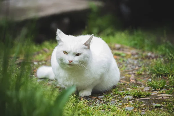 Beyaz Kedi Doğada Oturuyor — Stok fotoğraf