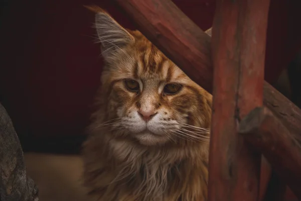 Kızıl kedi köşeden bakıyor.