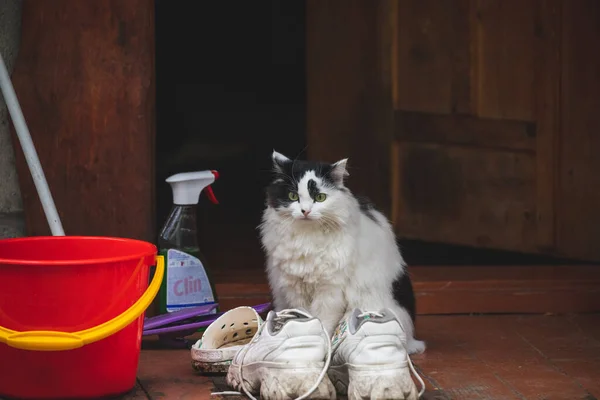 Evcil, huysuz kedi yürüyüşe çıktı.