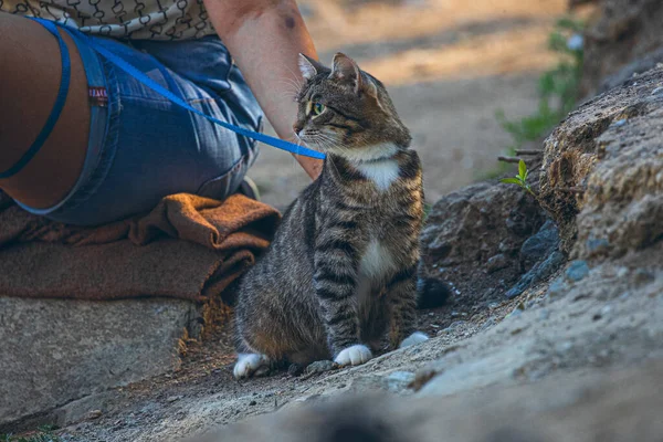 Evcil kedi yürüyüşe çıktı.