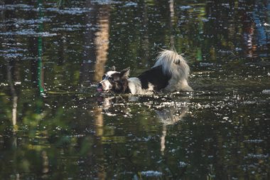Ağızlıklı köpek gölde banyo yapıyor.