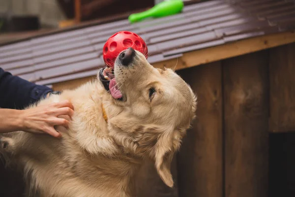Golden retriever köpeği bir oyuncakla oynuyor.
