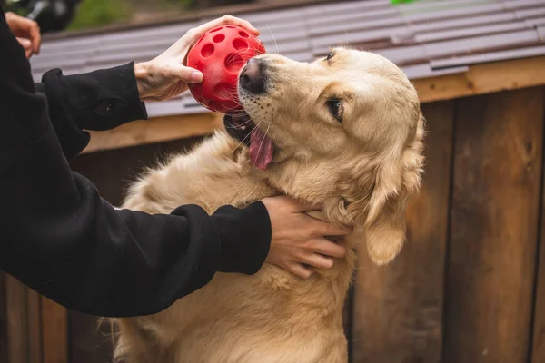Golden retriever köpeği bir oyuncakla oynuyor.