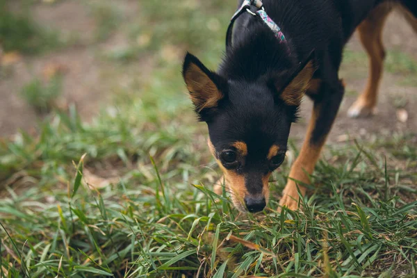 Şirin küçük köpek sahibi ile yürüyor.