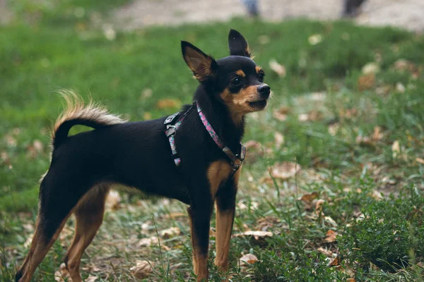 Şirin küçük köpek sahibi ile yürüyor.