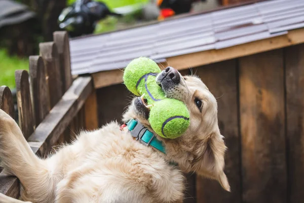 Golden retriever köpeği bir oyuncakla oynuyor.