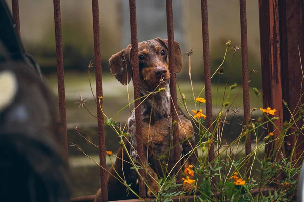 Dachshund köpeği çitin arkasında