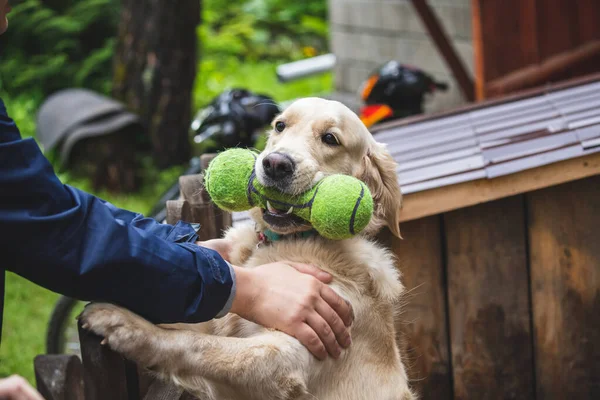 Golden retriever köpeği bir oyuncakla oynuyor.