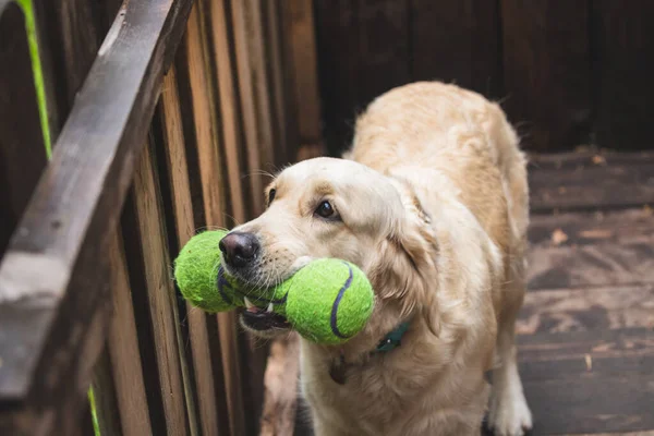 Golden retriever köpeği bir oyuncakla oynuyor.