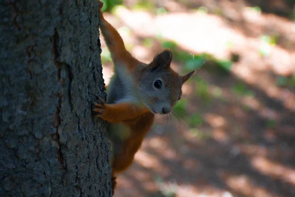 Ağaçtaki sincap, kemirgen resimleri.