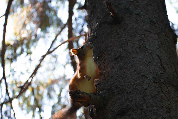 Ağaçtaki sincap, kemirgen resimleri.