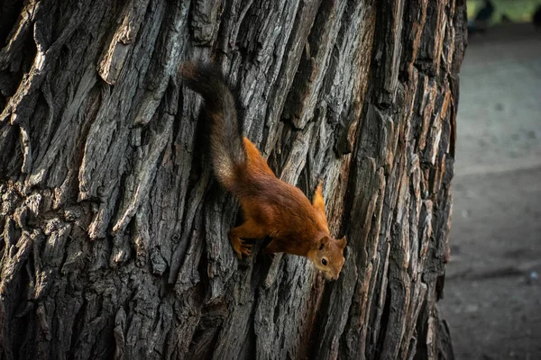 Ağaçtaki sincap, kemirgen resimleri.