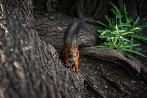 Ağaçtaki sincap, kemirgen resimleri.