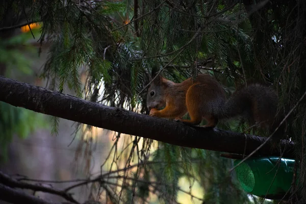 Ağaçtaki sincap, kemirgen resimleri.