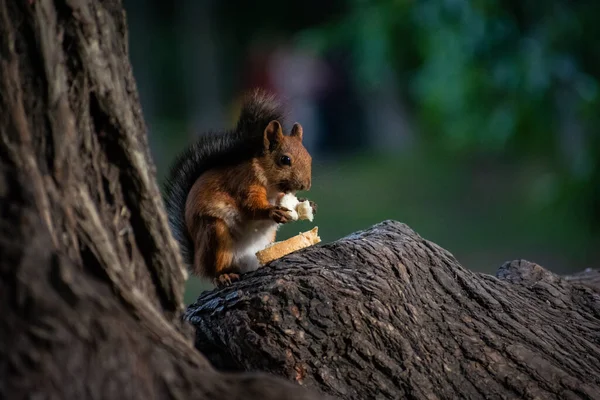 Ağaçtaki sincap, kemirgen resimleri.