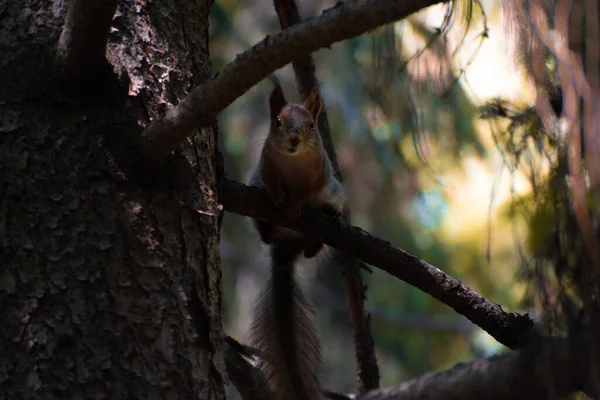 Ağaçtaki sincap, kemirgen resimleri.