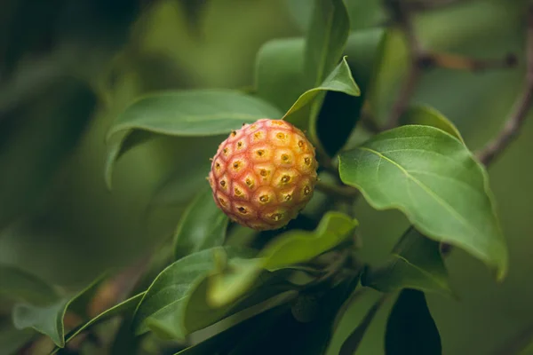 Güzel bir manolya ağacının ve meyvelerinin fotoğrafları.