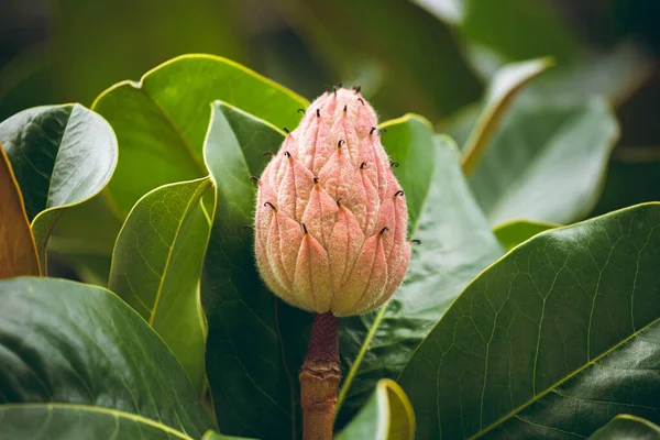Güzel bir manolya ağacının ve meyvelerinin fotoğrafları.