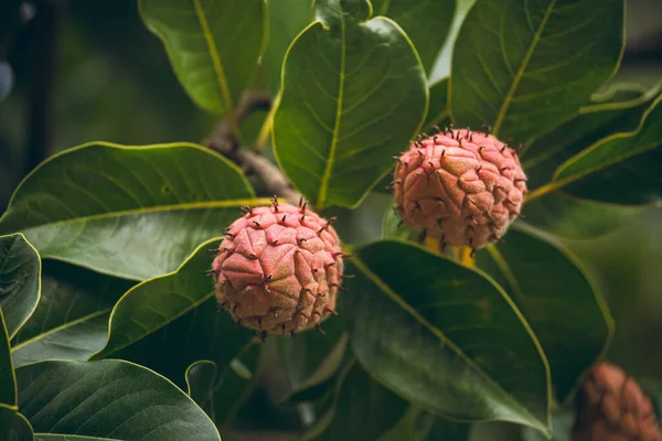 Güzel bir manolya ağacının ve meyvelerinin fotoğrafları.