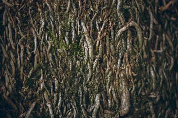 Ağaç kabuğu dokusu, bir ağacın kökleri.