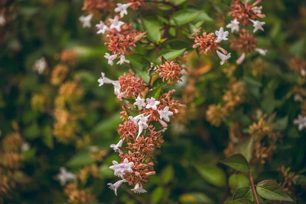 Parlak sonbaharın fotoğrafları. Abelia çalısı. Her zaman yeşil ve alçak bir çalıdır.