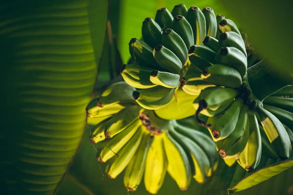 Muz ağacı meyve fotoğrafları, palmiye