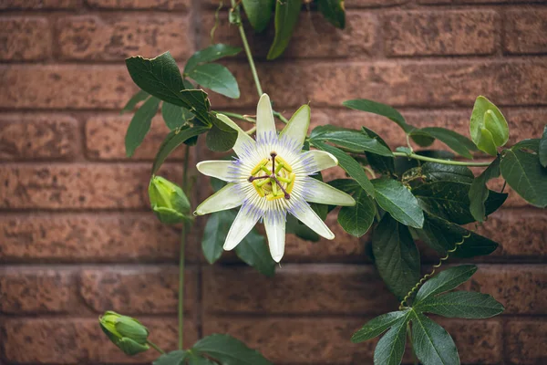 Passiflora tripartita r mollissima fotoğraf. Passiflora tripartita narin ve güzel bir çiçektir. Bu, yenilebilir meyveler üreten ağaca benzer bir asmadır..