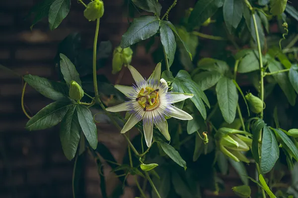 Passiflora tripartita r mollissima fotoğraf. Passiflora tripartita narin ve güzel bir çiçektir. Bu, yenilebilir meyveler üreten ağaca benzer bir asmadır..